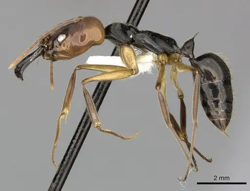 Odontomachus erythrocephalus specimen CASENT0270604 image casent0270604_3