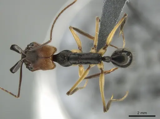 Odontomachus erythrocephalus specimen CASENT0647094 image casent0647094_1