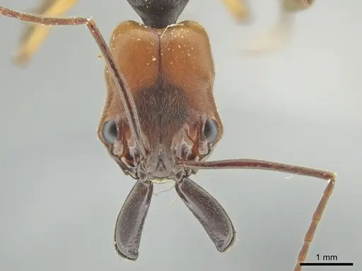 Odontomachus erythrocephalus specimen CASENT0647094 image casent0647094_2