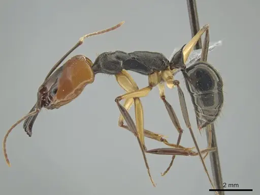 Odontomachus erythrocephalus specimen CASENT0647094 image casent0647094_3