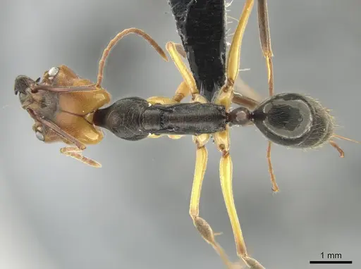 Odontomachus erythrocephalus specimen CASENT0649085 image casent0649085_1
