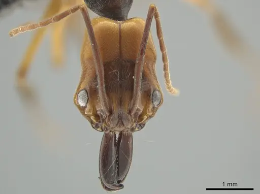 Odontomachus erythrocephalus specimen CASENT0649085 image casent0649085_2