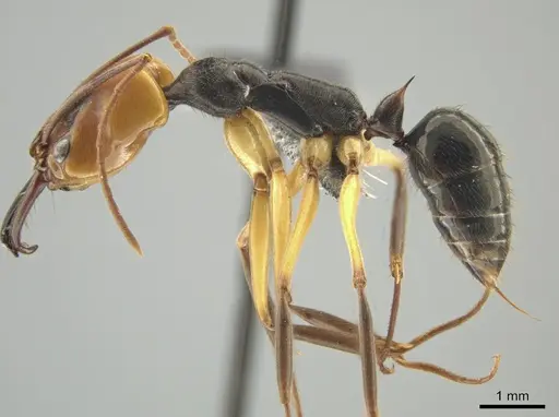 Odontomachus erythrocephalus specimen CASENT0649085 image casent0649085_3
