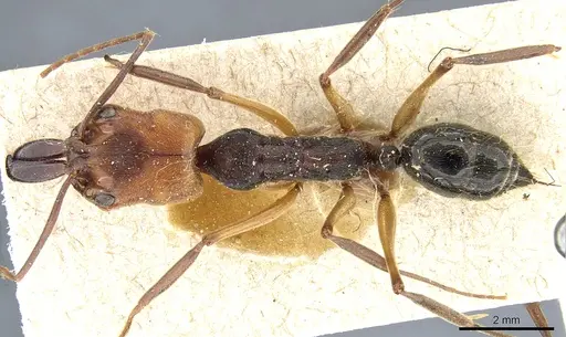 Odontomachus erythrocephalus specimen CASENT0904006 image casent0904006_1
