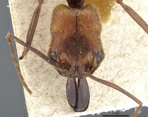 Odontomachus erythrocephalus specimen CASENT0904006 image casent0904006_2