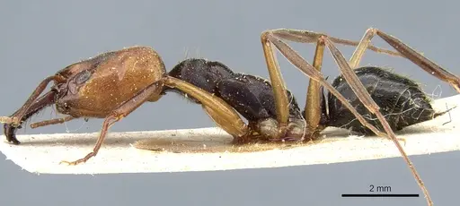 Odontomachus erythrocephalus specimen CASENT0904006 image casent0904006_3