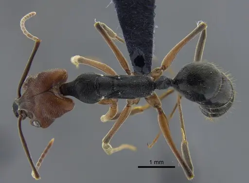 Odontomachus erythrocephalus specimen CBUMAGENT42000 image cbumagent42000_1