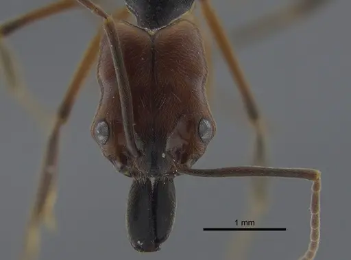 Odontomachus erythrocephalus specimen CBUMAGENT42000 image cbumagent42000_2