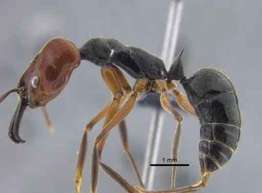 Odontomachus erythrocephalus specimen CBUMAGENT42000 image cbumagent42000_3