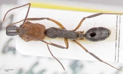 Odontomachus erythrocephalus specimen FOCOL1052 image focol1052_1