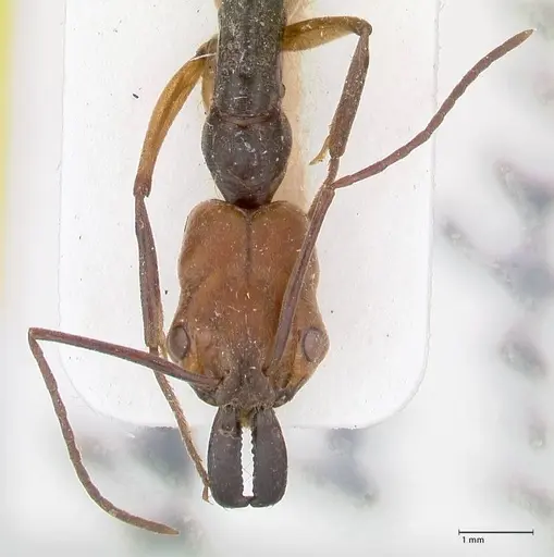 Odontomachus erythrocephalus specimen FOCOL1052 image focol1052_2