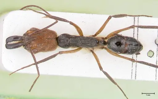 Odontomachus erythrocephalus specimen FOCOL1053 image focol1053_1