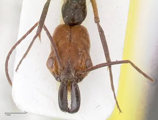 Odontomachus erythrocephalus specimen FOCOL1053 image focol1053_2