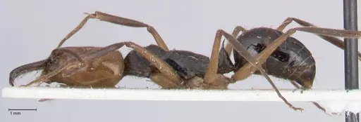 Odontomachus erythrocephalus specimen FOCOL1053 image focol1053_3