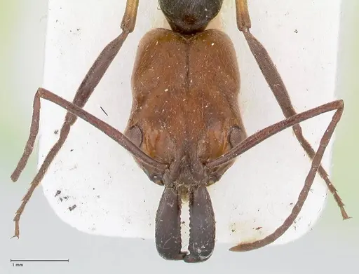 Odontomachus erythrocephalus specimen FOCOL1054 image focol1054_2