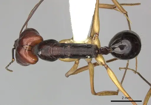 Odontomachus floresensis specimen CASENT0270619 image casent0270619_1