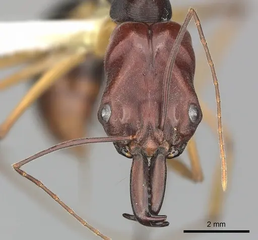 Odontomachus floresensis specimen CASENT0270619 image casent0270619_2