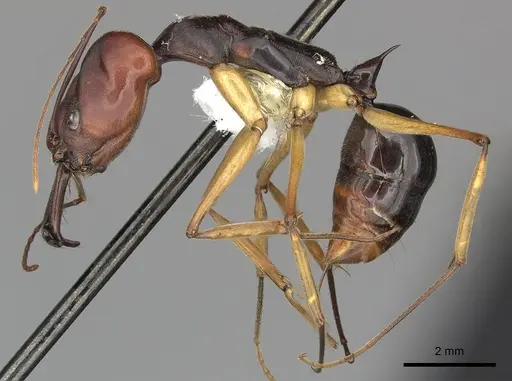 Odontomachus floresensis specimen CASENT0270619 image casent0270619_3
