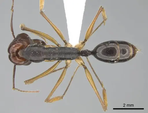 Odontomachus floresensis specimen CASENT0740781 image casent0740781_1