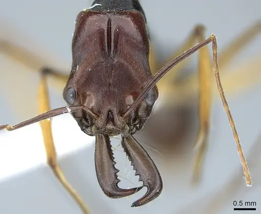 Odontomachus floresensis specimen CASENT0740781 image casent0740781_2
