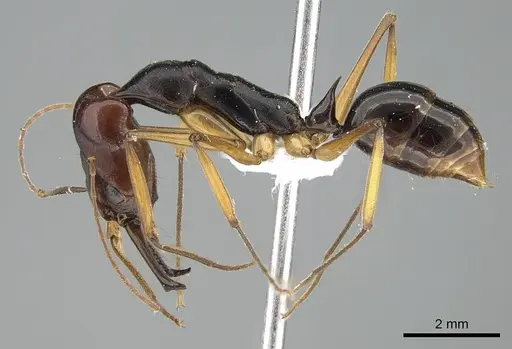 Odontomachus floresensis specimen CASENT0740781 image casent0740781_3