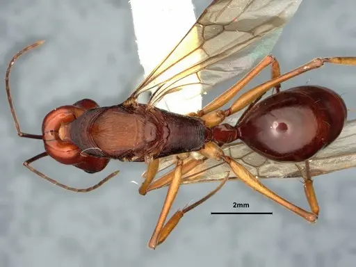 Odontomachus floresensis specimen CASENT0882070 image casent0882070_1