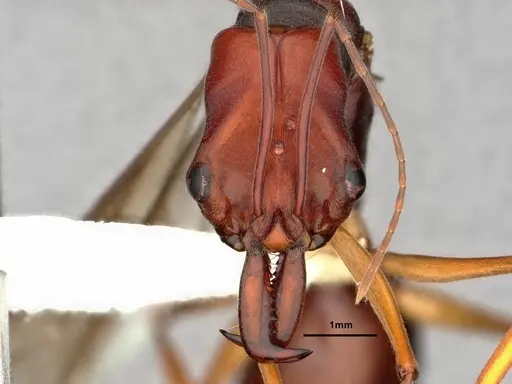 Odontomachus floresensis specimen CASENT0882070 image casent0882070_2