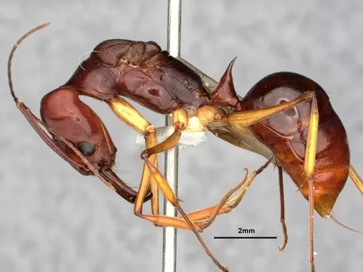 Odontomachus floresensis specimen CASENT0882070 image casent0882070_3