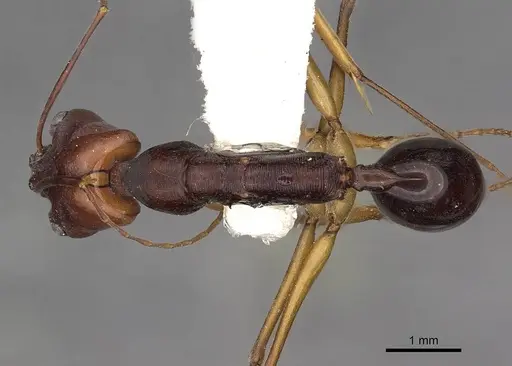 Odontomachus floresensis specimen CASENT0900654 image casent0900654_1