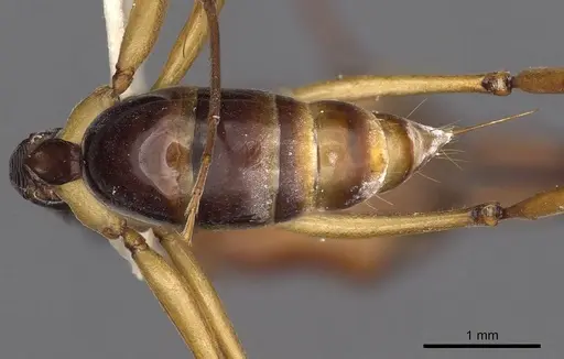 Odontomachus floresensis specimen CASENT0900654 image casent0900654_2