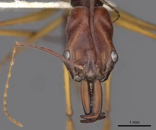 Odontomachus floresensis specimen CASENT0900654 image casent0900654_3