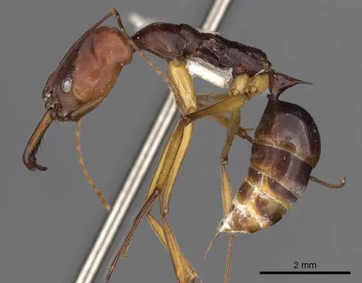 Odontomachus floresensis specimen CASENT0900654 image casent0900654_4