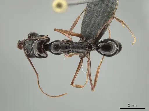 Odontomachus fulgidus specimen MCZ-ENT00760009 image mcz-ent00760009_1