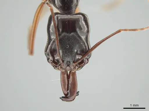 Odontomachus fulgidus specimen MCZ-ENT00760009 image mcz-ent00760009_2