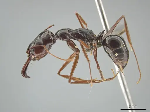 Odontomachus fulgidus specimen MCZ-ENT00760009 image mcz-ent00760009_3