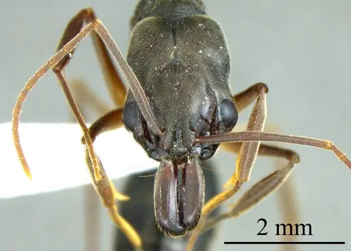 Odontomachus haematodus specimen ANTWEB1041411 image antweb1041411_1