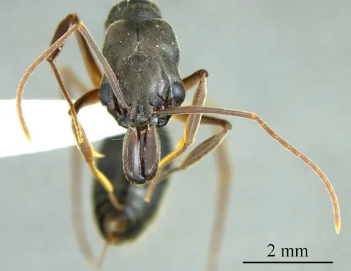 Odontomachus haematodus specimen ANTWEB1041411 image antweb1041411_2