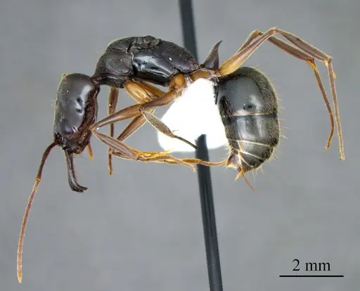 Odontomachus haematodus specimen ANTWEB1041411 image antweb1041411_3