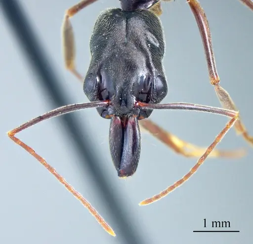 Odontomachus haematodus specimen ANTWEB1041426 image antweb1041426_1