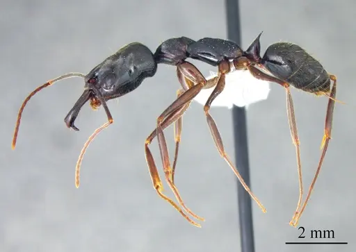 Odontomachus haematodus specimen ANTWEB1041426 image antweb1041426_2