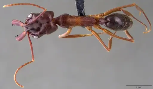 Odontomachus haematodus specimen ANTWEB1060068 image antweb1060068_1