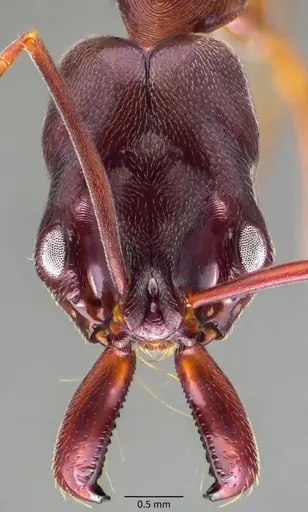 Odontomachus haematodus specimen ANTWEB1060068 image antweb1060068_2