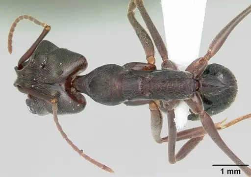 Odontomachus haematodus specimen CASENT0103104 image casent0103104_1