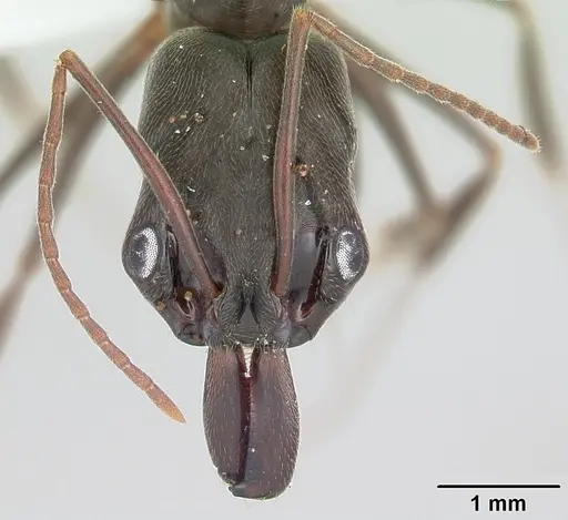 Odontomachus haematodus specimen CASENT0103104 image casent0103104_2