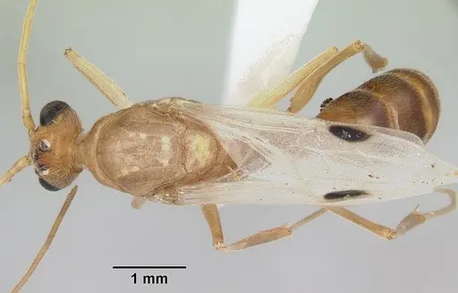 Odontomachus haematodus specimen CASENT0103105 image casent0103105_1