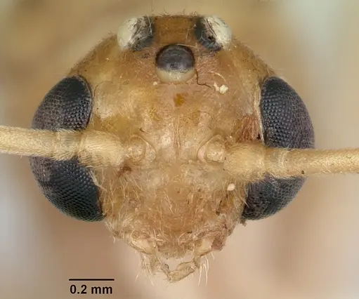 Odontomachus haematodus specimen CASENT0103105 image casent0103105_2