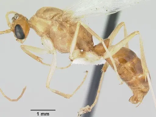 Odontomachus haematodus specimen CASENT0103105 image casent0103105_3