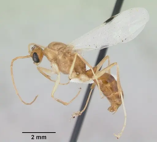 Odontomachus haematodus specimen CASENT0103105 image casent0103105_4