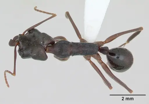Odontomachus haematodus specimen CASENT0173537 image casent0173537_1