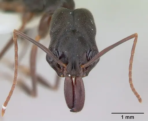Odontomachus haematodus specimen CASENT0173537 image casent0173537_2